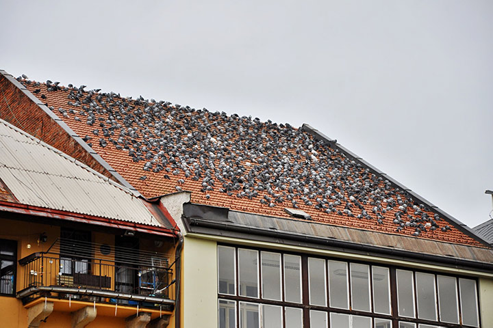 A2B Pest Control are able to install spikes to deter birds from roofs in Notting Hill. 