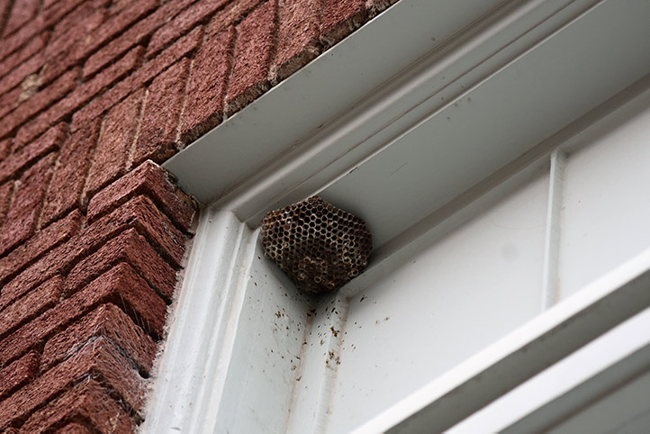 We provide a wasp nest removal service for domestic and commercial properties in Notting Hill.